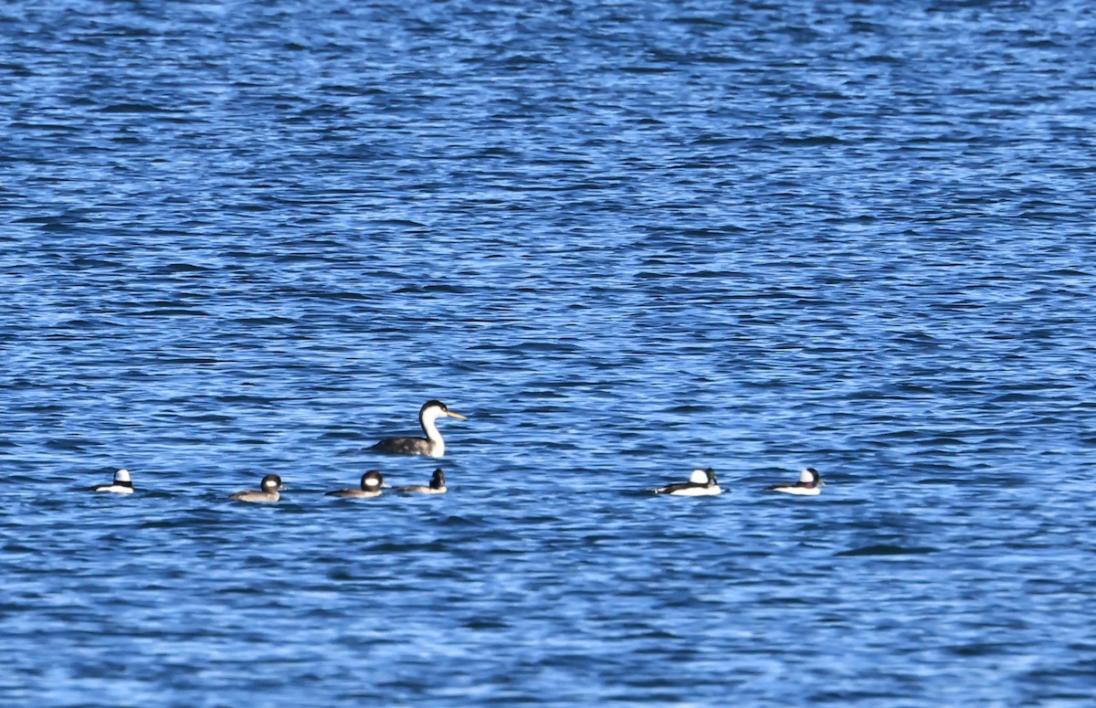 Western Grebe - ML646462410