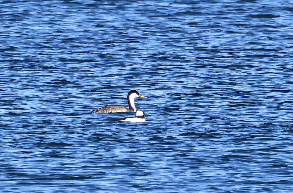Western Grebe - ML646462411