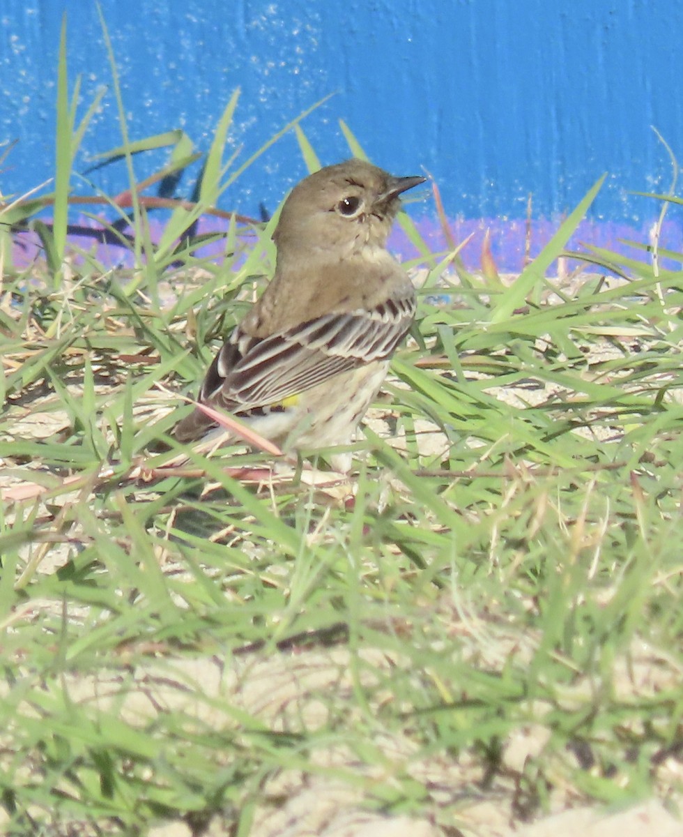 Yellow-rumped Warbler - ML646462412