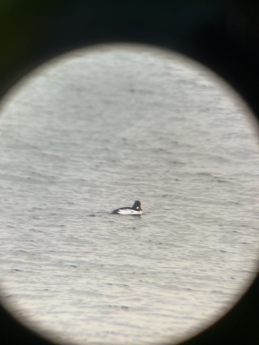 Common Goldeneye - ML646462414