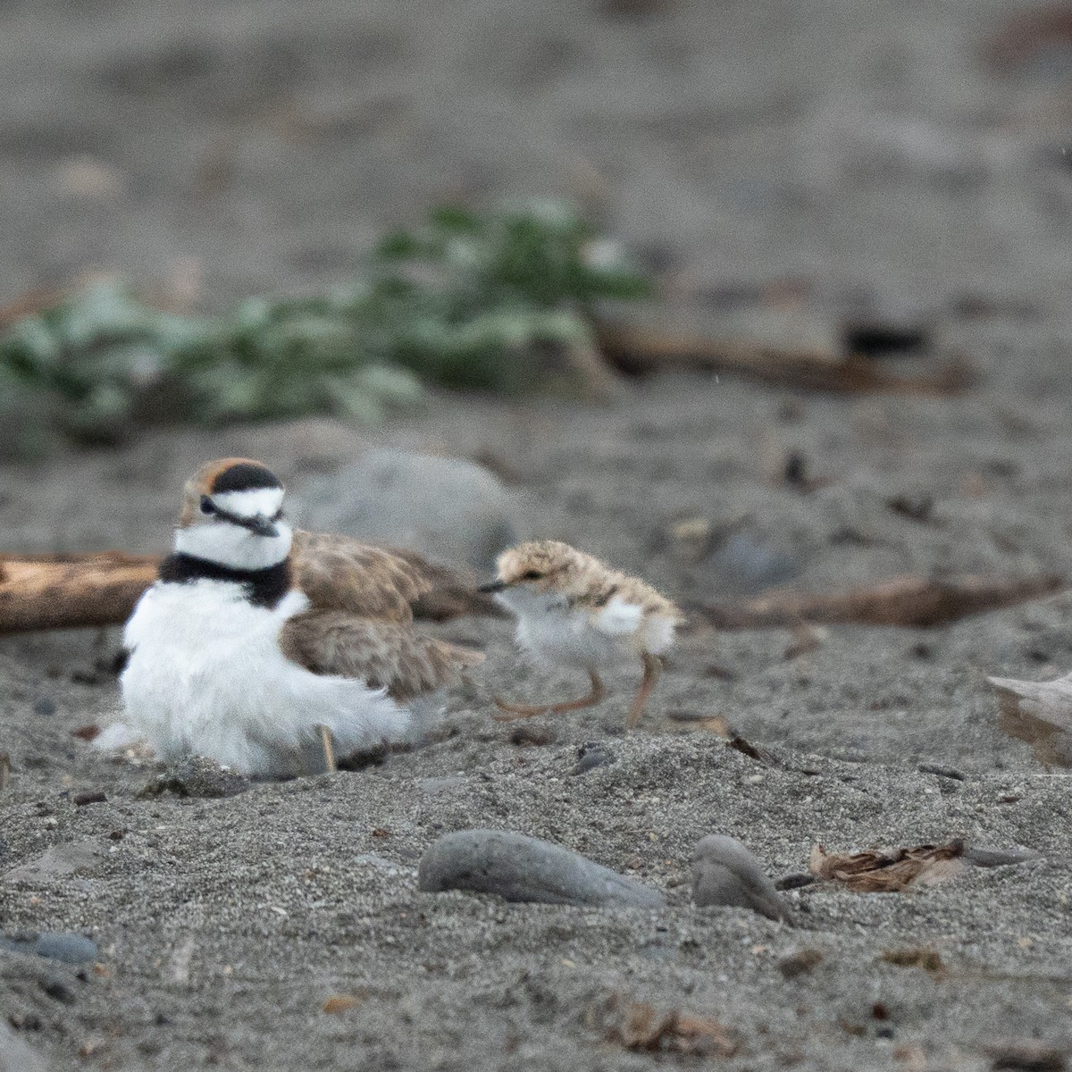 Collared Plover - ML646462417