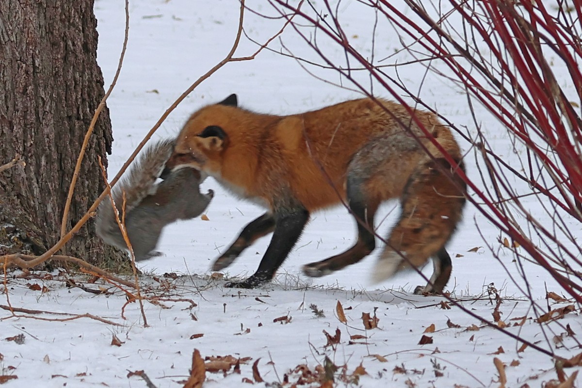 Red Fox - ML646462419