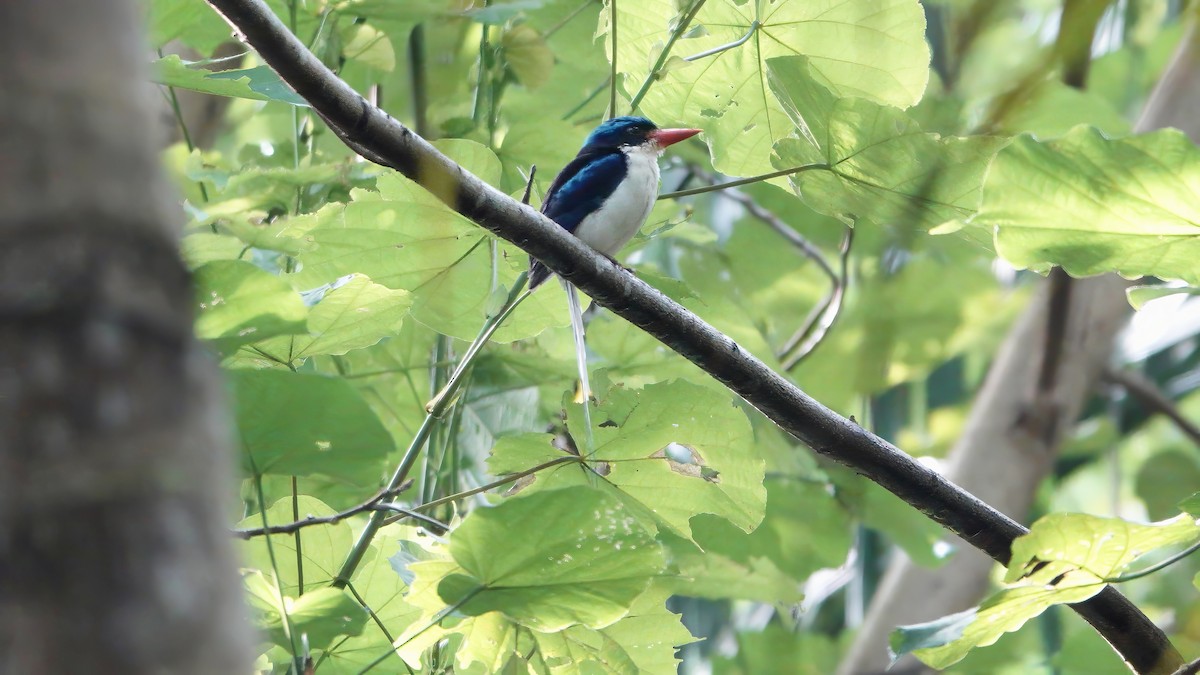 Common Paradise-Kingfisher - ML646462422