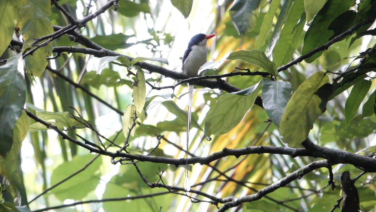 Common Paradise-Kingfisher - ML646462424