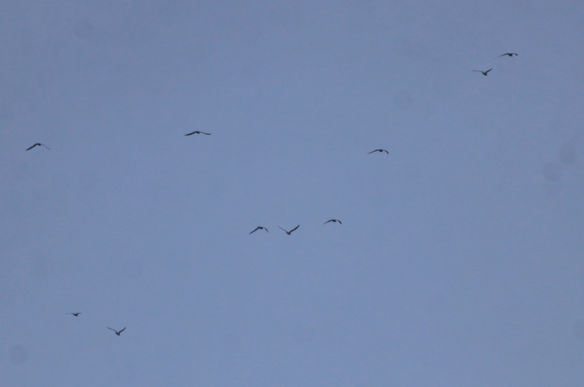 燕鷗 - ML646462428