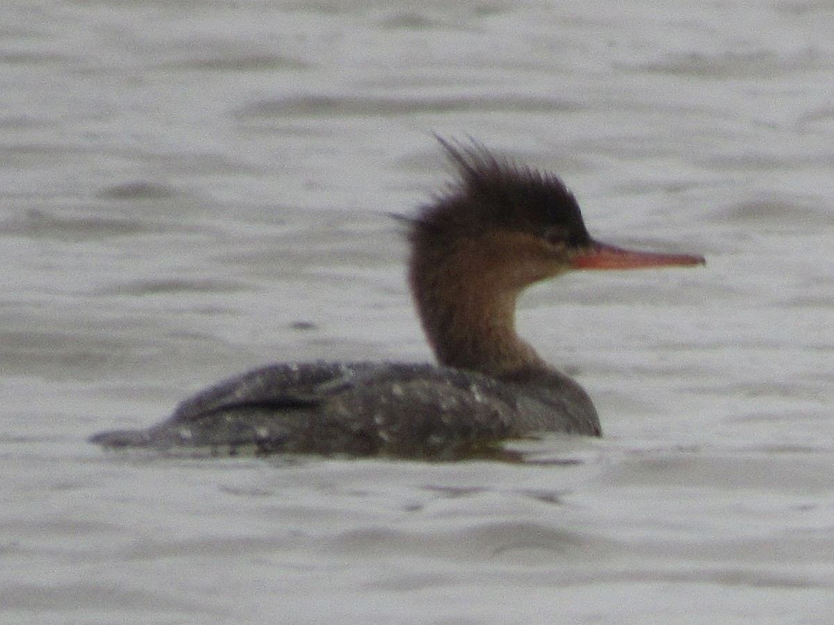 Serreta Mediana - ML646462430