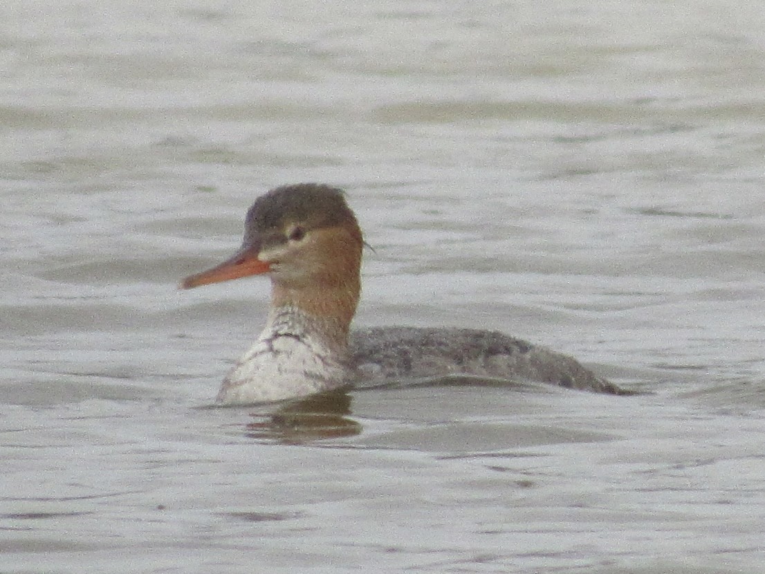 Serreta Mediana - ML646462431