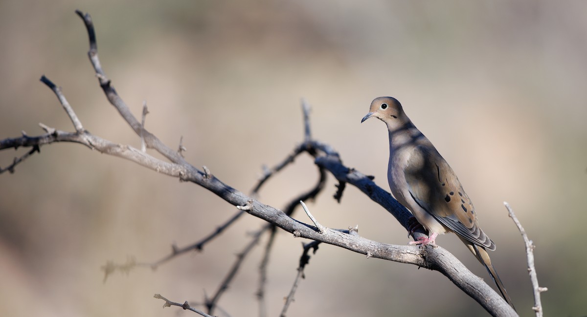 Mourning Dove - ML646462438