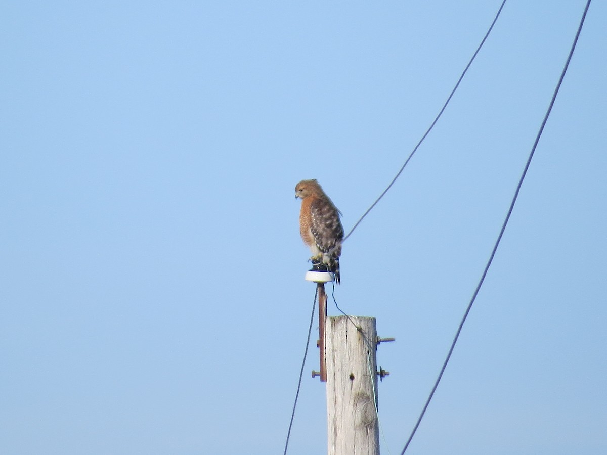 Red-shouldered Hawk - ML646462439