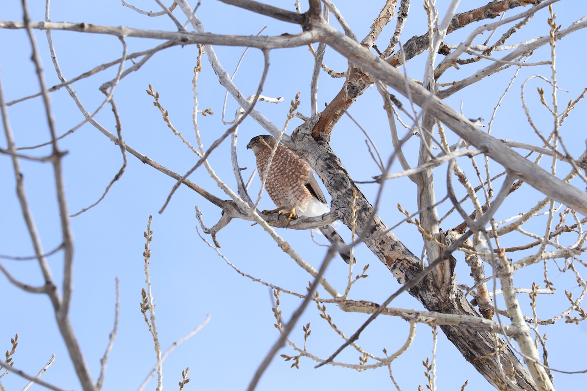 Cooper's Hawk - ML646462441