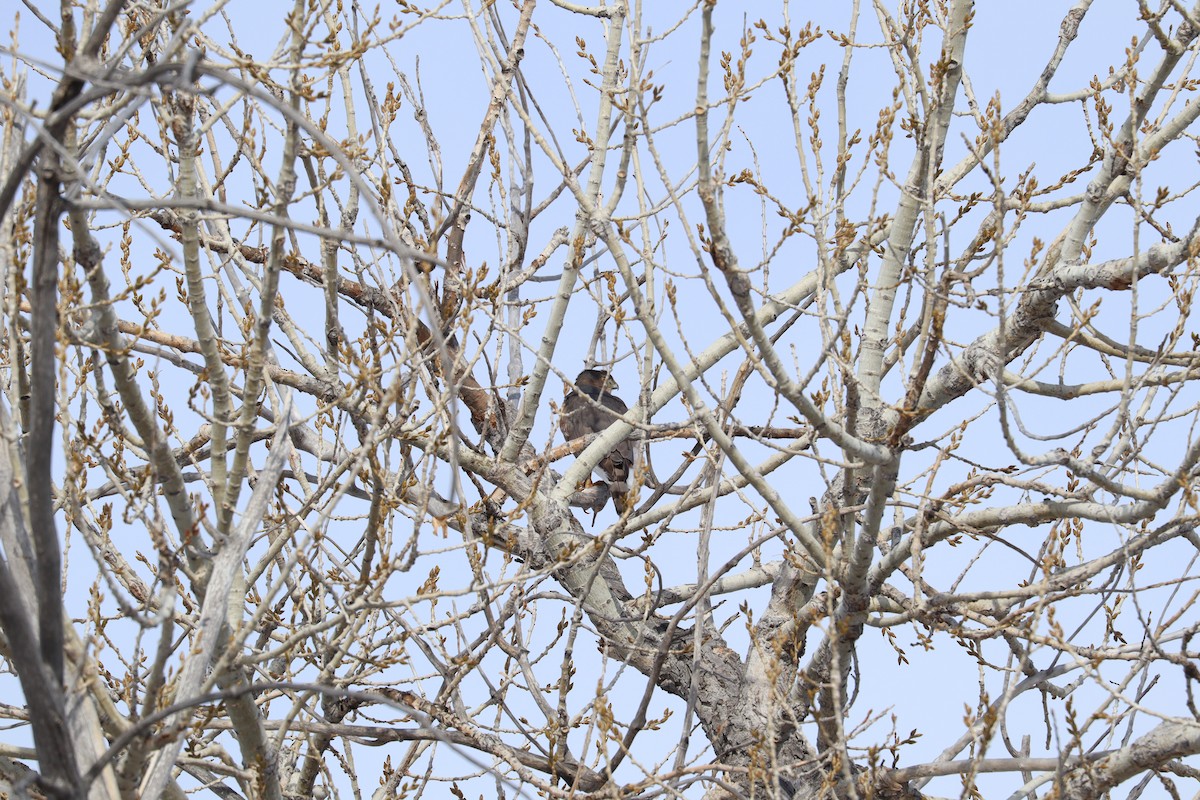 Cooper's Hawk - ML646462442
