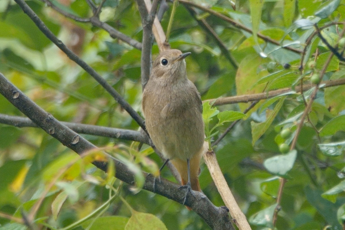 Мойлон гал сүүлт - ML646462443