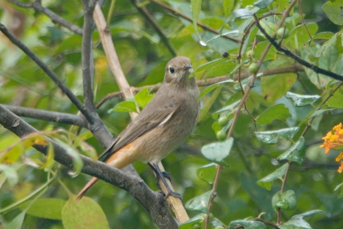 Мойлон гал сүүлт - ML646462444