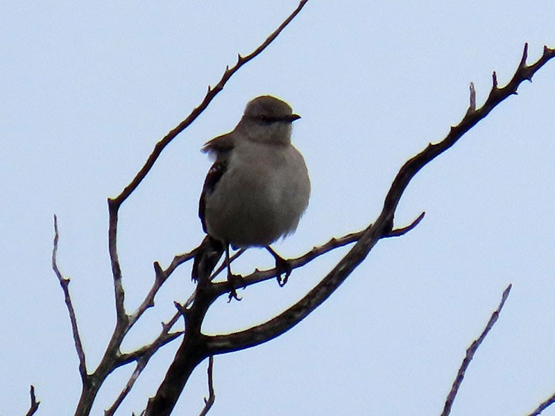 Northern Mockingbird - ML646462449