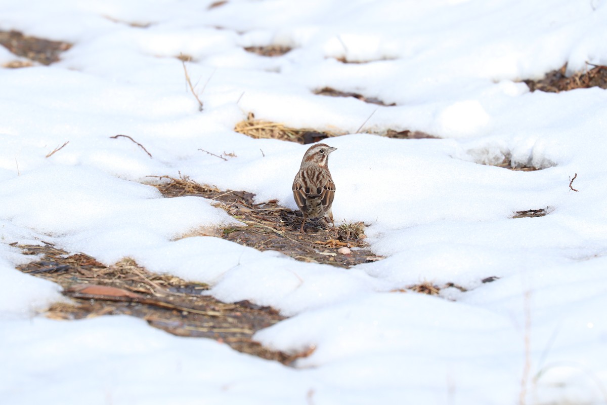 Song Sparrow - ML646462451