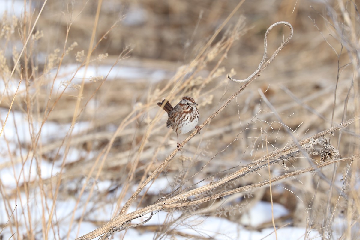 Song Sparrow - ML646462452