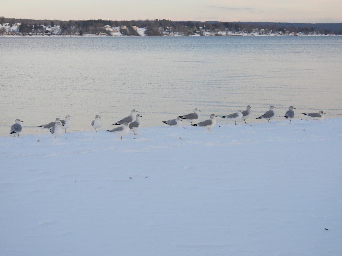 Ring-billed Gull - ML646462468