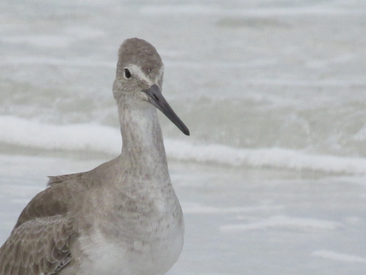 Willet - ML646462471
