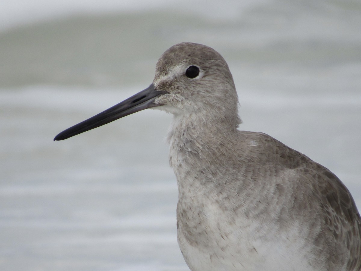 Willet - ML646462473