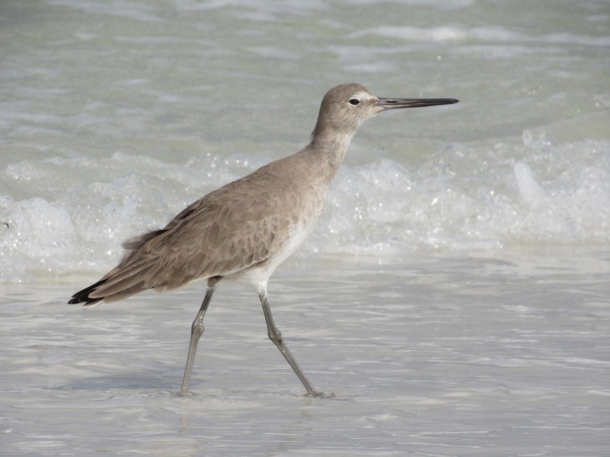 Willet - ML646462475