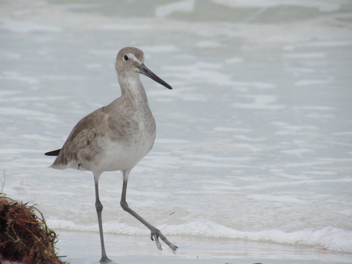 Willet - ML646462476