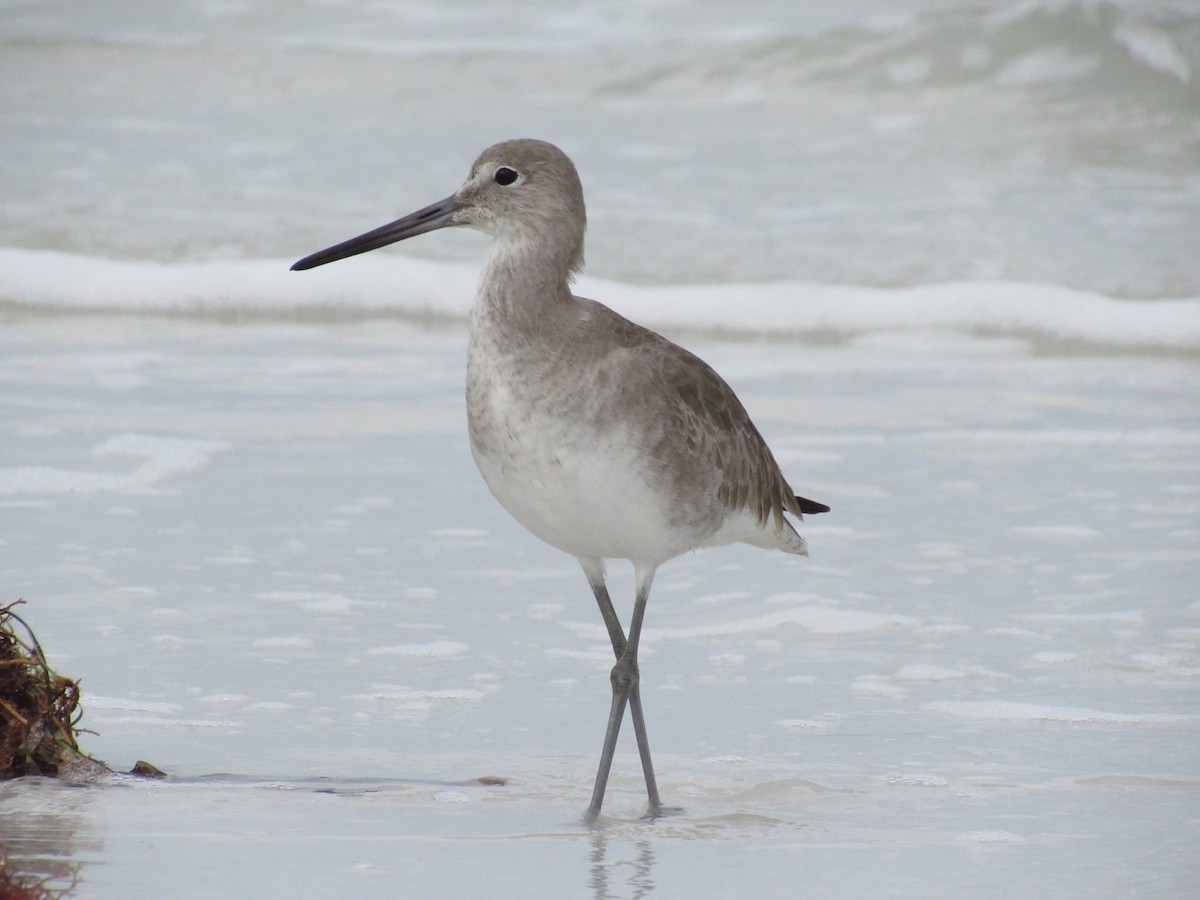Willet - ML646462477