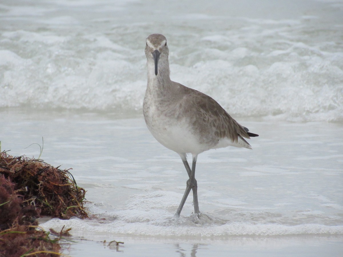 Willet - ML646462478