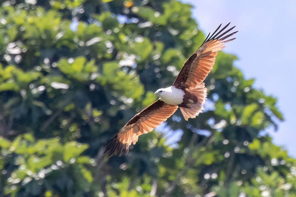 Brahminy Kite - ML646462479