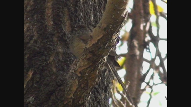 Plain-mantled Tit-Spinetail - ML646462480