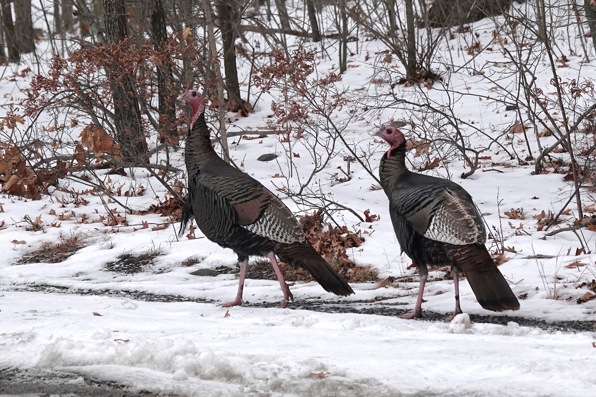 Wild Turkey - ML646462481