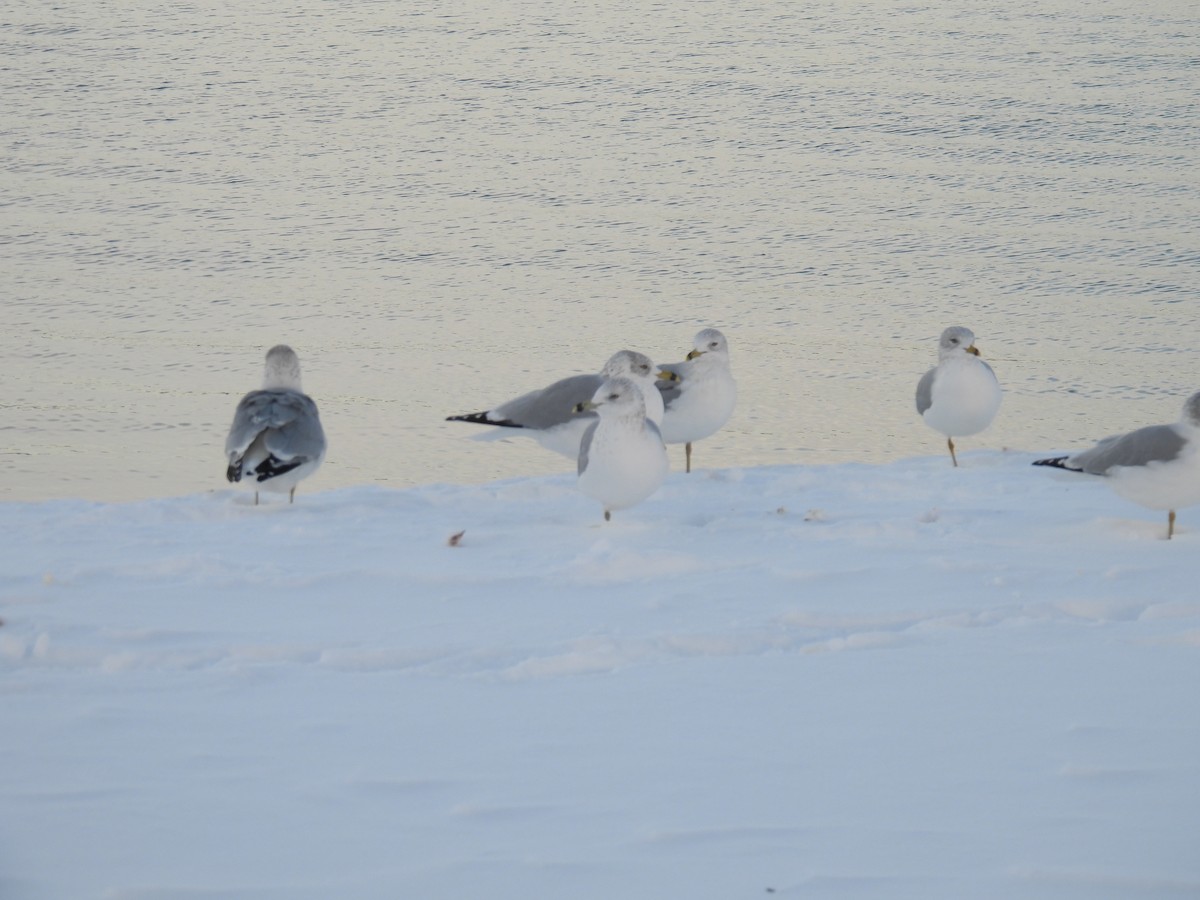 Ring-billed Gull - ML646462483