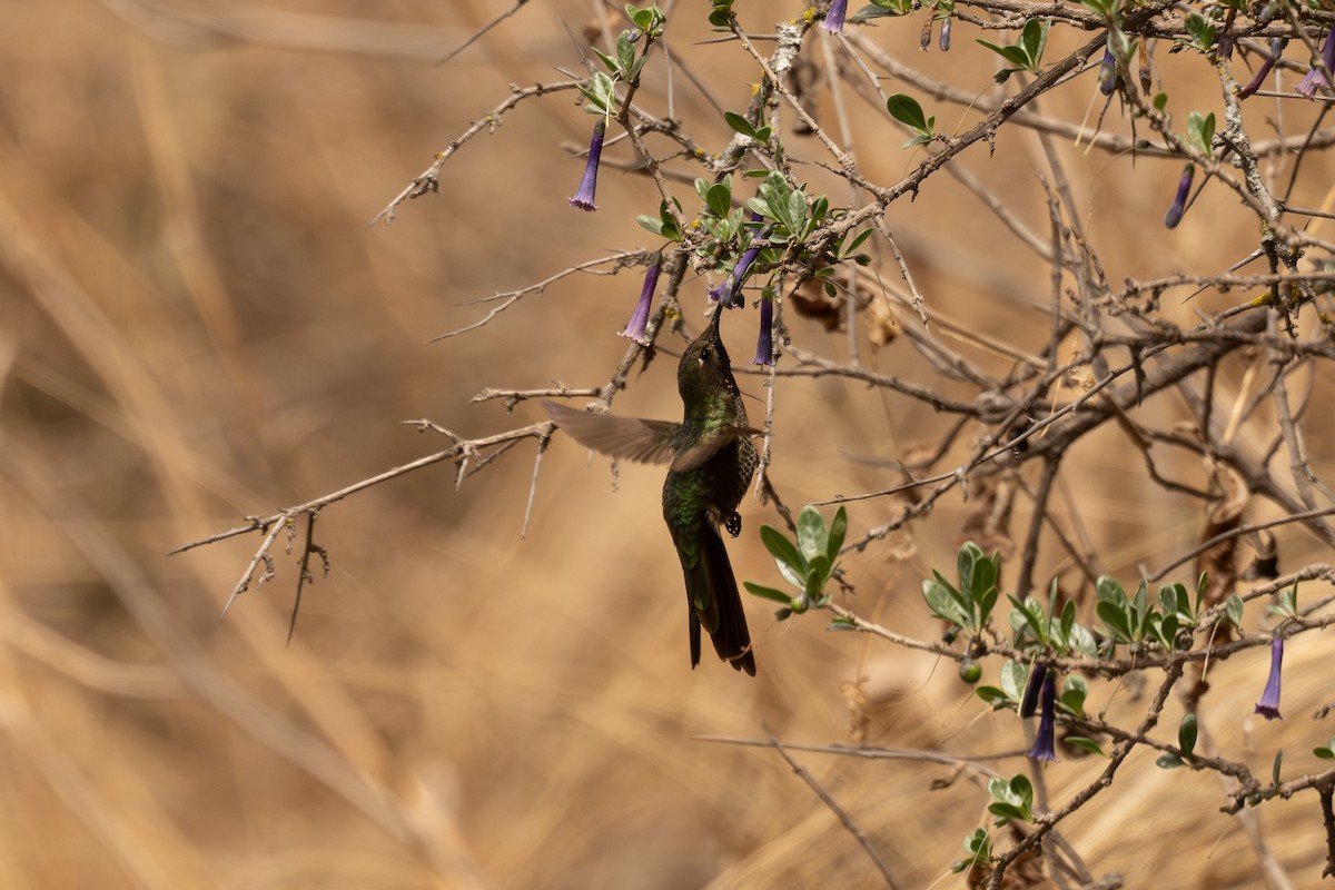 Bronze-tailed Comet - ML646462490