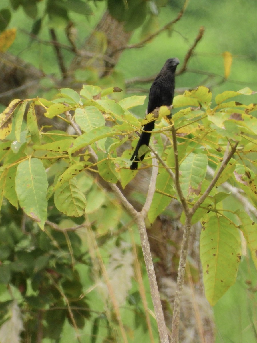 Ані товстодзьобий - ML646462491