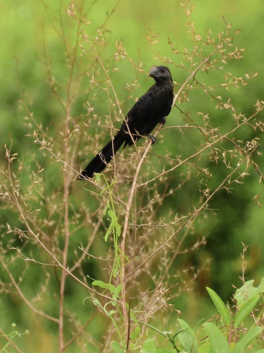 Ані товстодзьобий - ML646462492