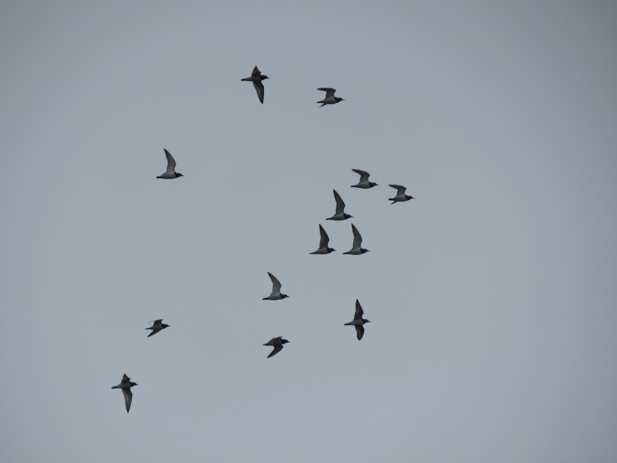 Ruddy Turnstone - ML646462494