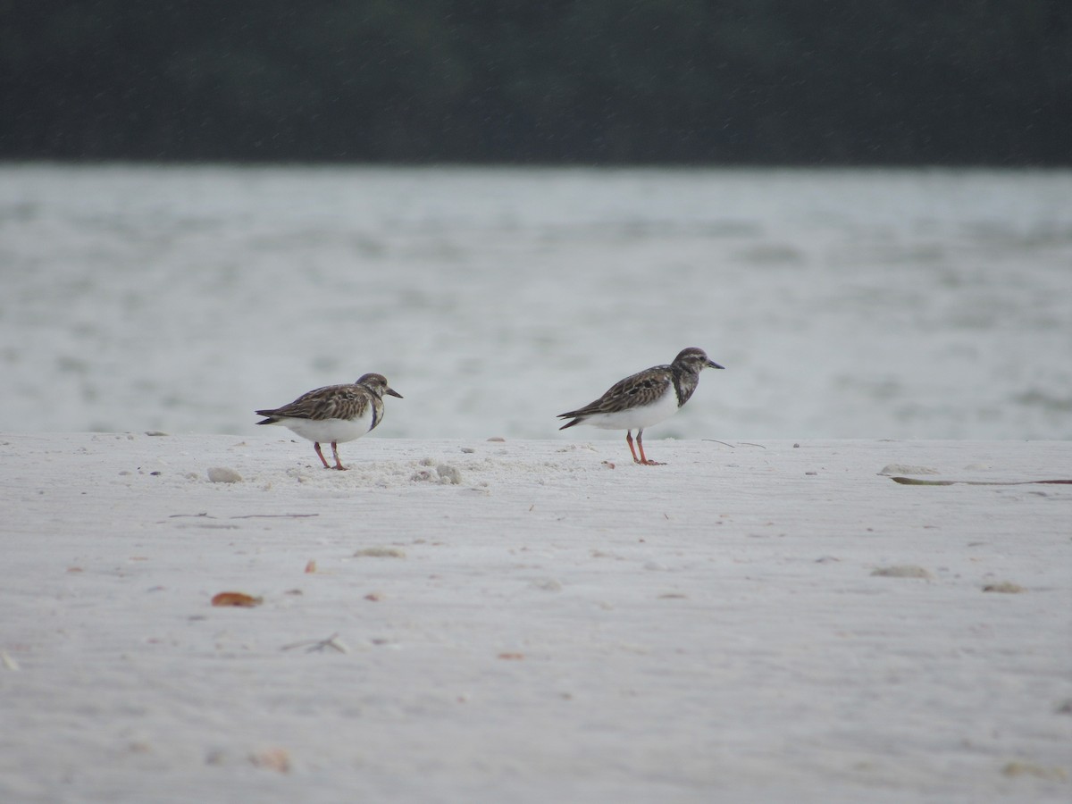 Ruddy Turnstone - ML646462495