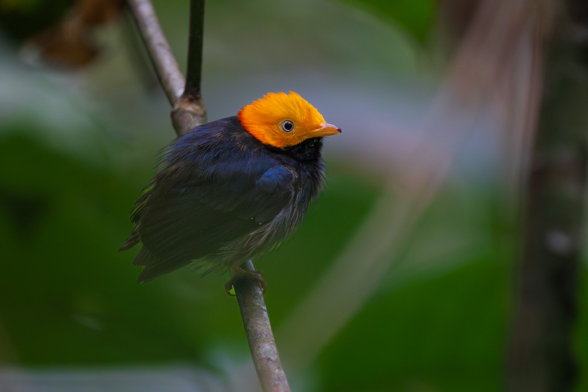 Golden-headed Manakin - ML646462496
