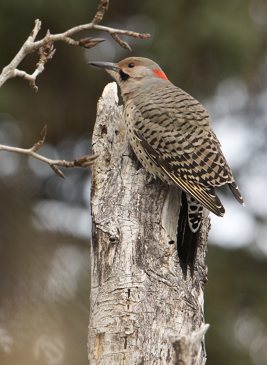 Northern Flicker - ML646462498