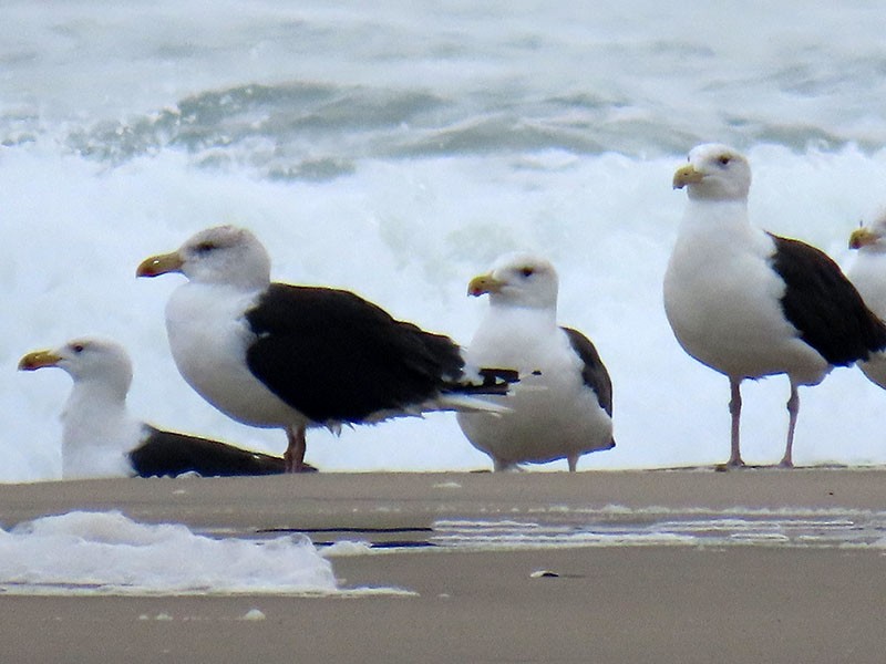 Mugnaiaccio - ML646462521