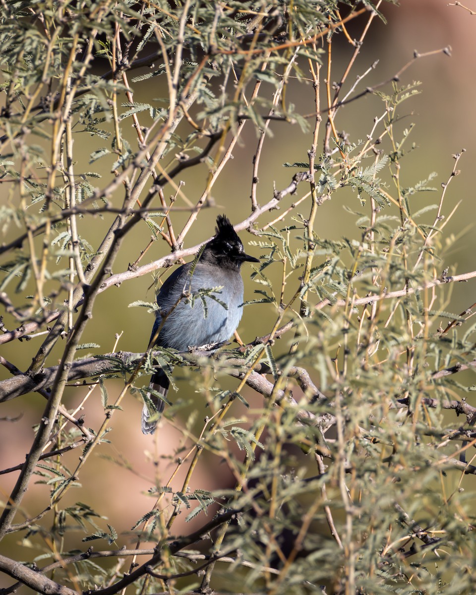 Steller's Jay - ML646462522