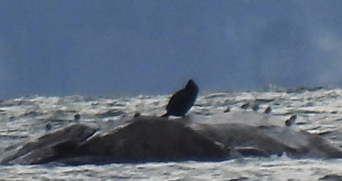 Ruddy Turnstone - ML646462523