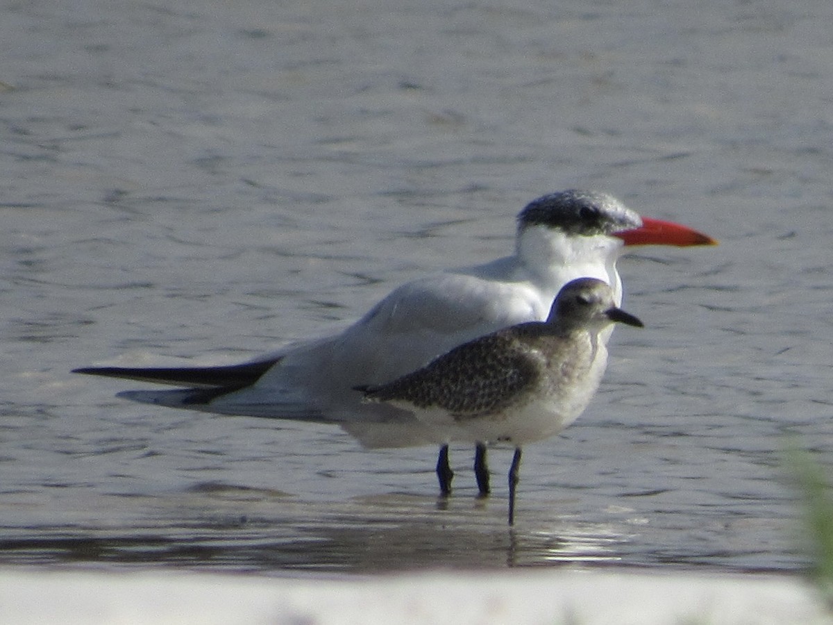 Caspian Tern - ML646462528