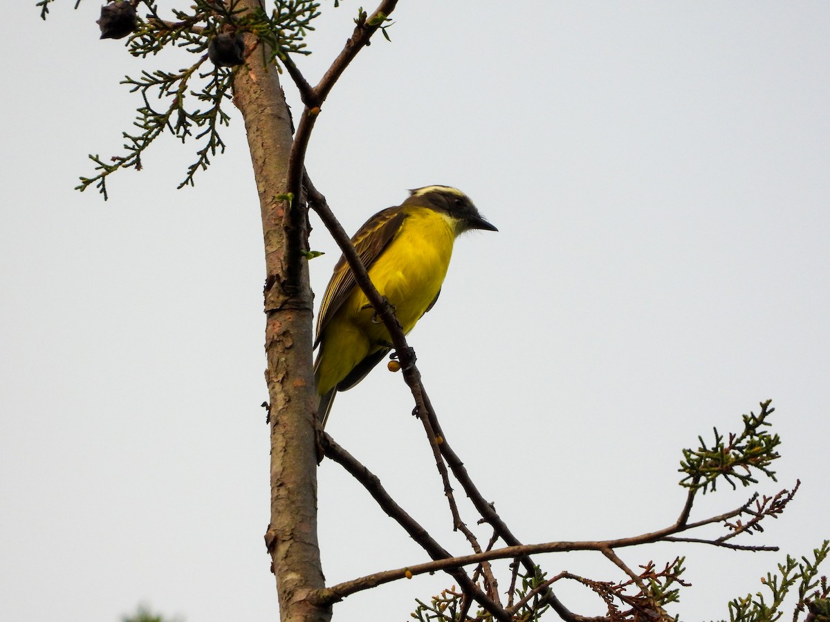 Tyran sociable - ML646462531