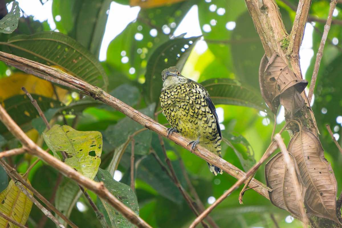 Scaled Fruiteater - ML646462532