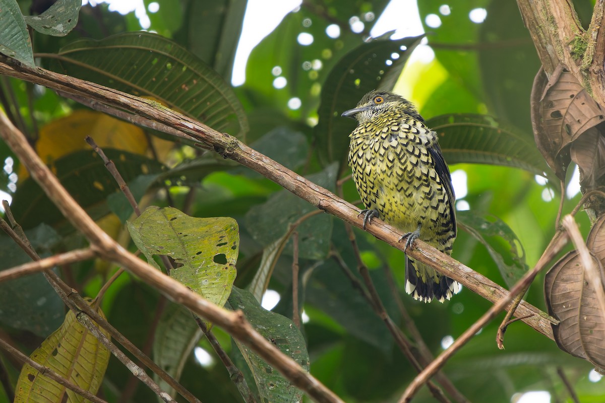 Scaled Fruiteater - ML646462533