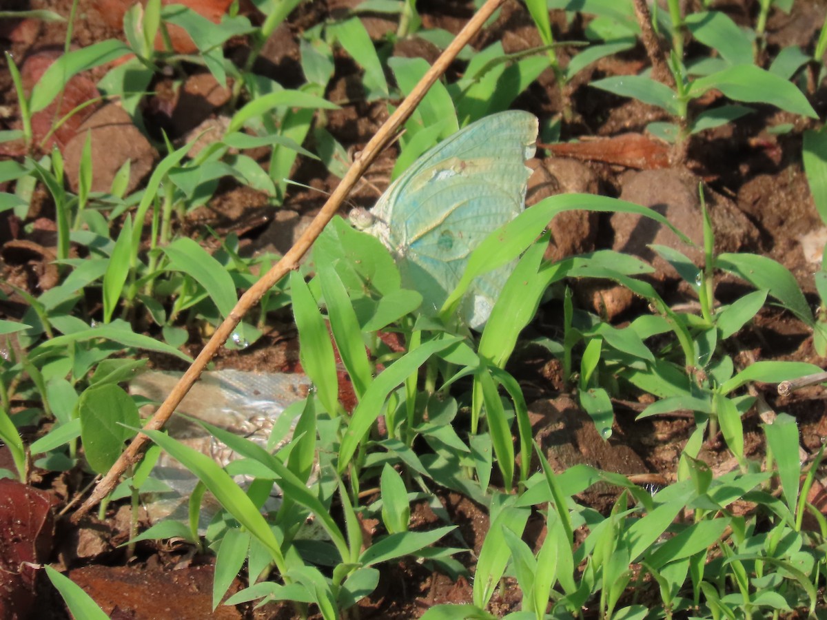 Hayvanlar - ML646462534