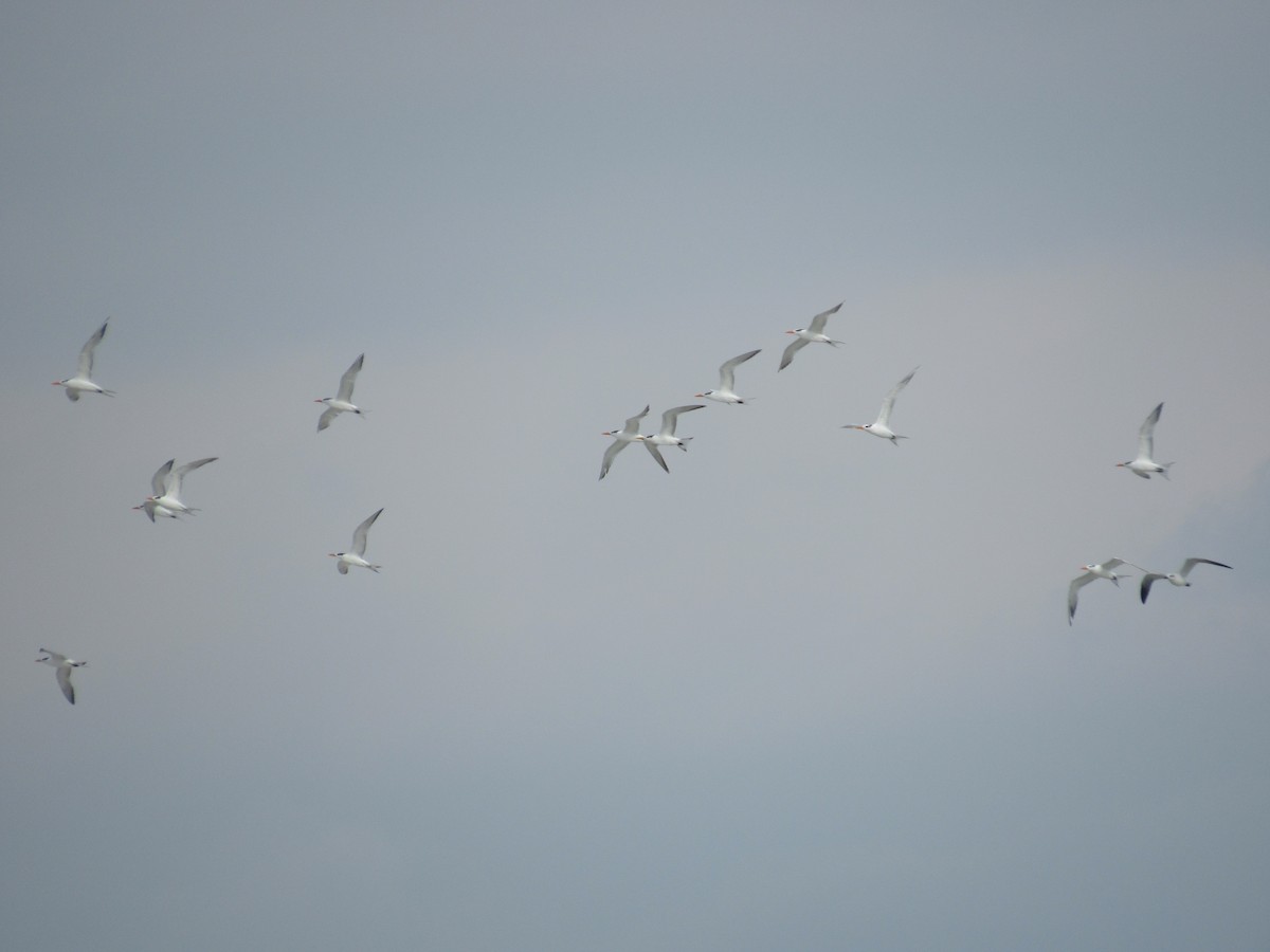 Royal Tern - ML646462536