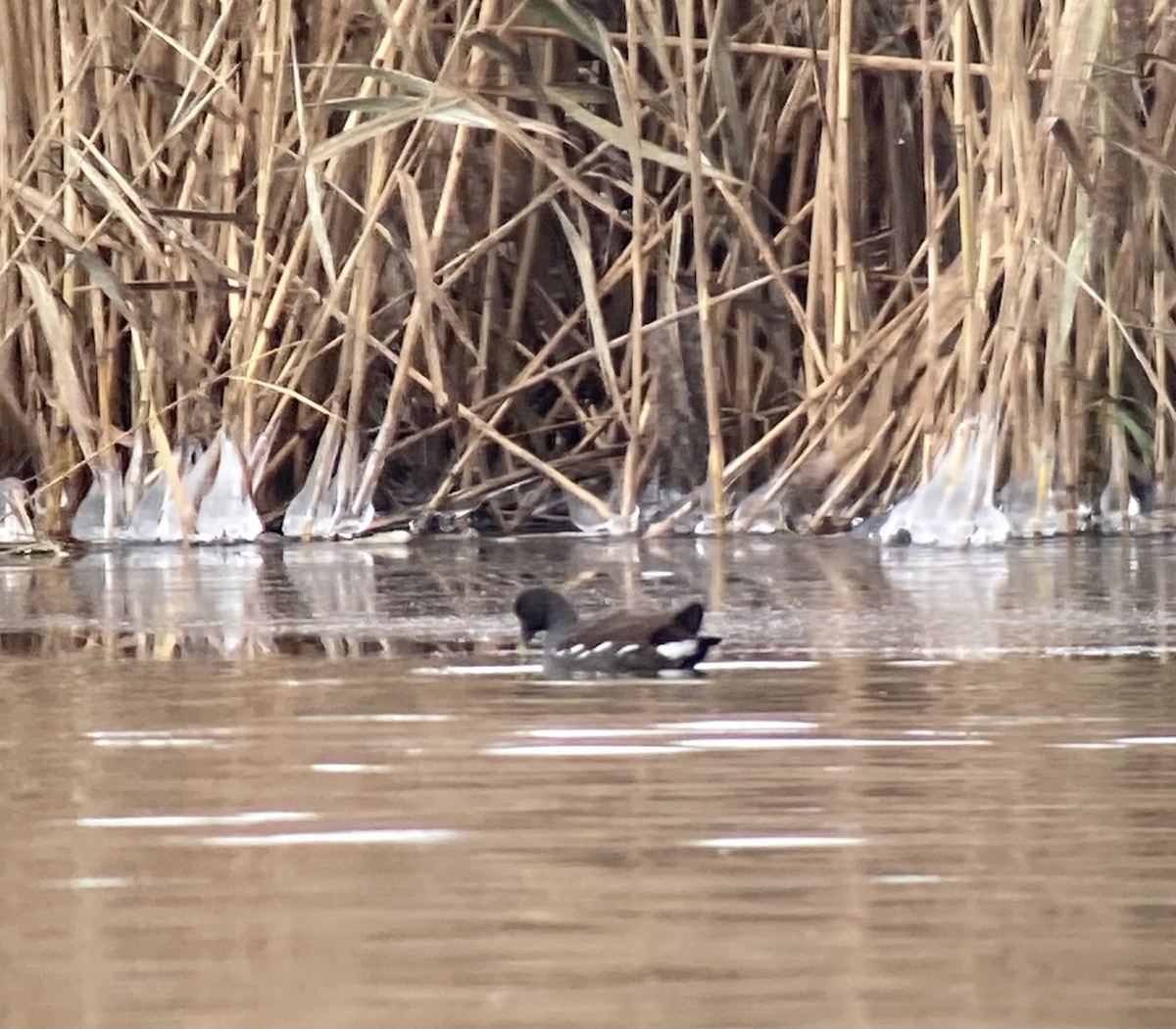 Common Gallinule - ML646462550