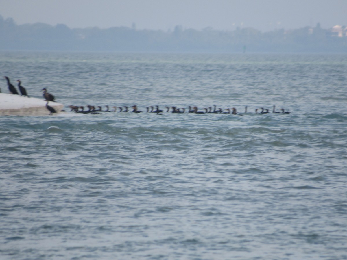 Double-crested Cormorant - ML646462553