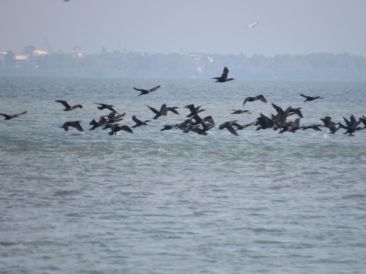 Double-crested Cormorant - ML646462554